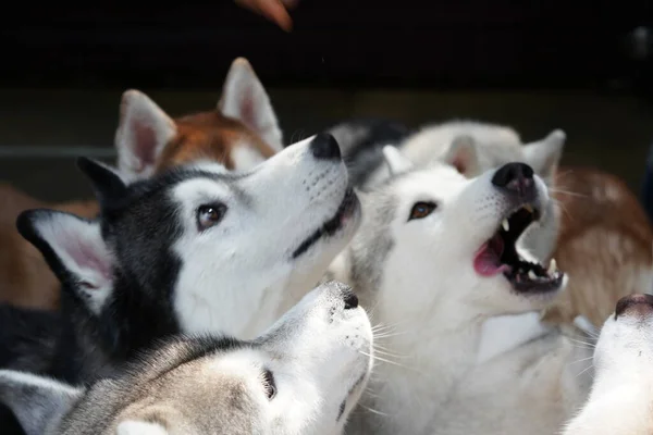 Siberian Husky Medium Sized Working Sled Dog Bred Spitz Home — Foto Stock