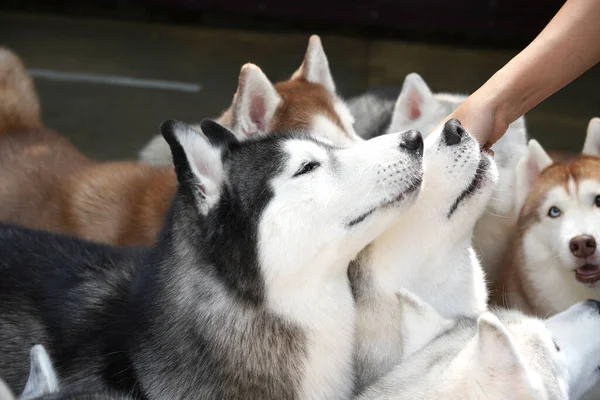 Siberian Husky Medium Sized Working Sled Dog Bred Spitz Home —  Fotos de Stock