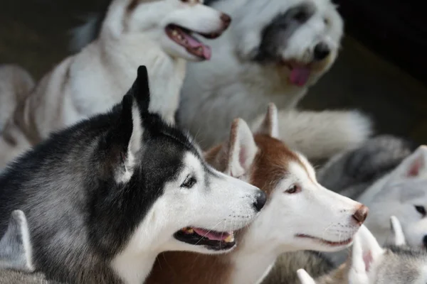 Siberian Husky Medium Sized Working Sled Dog Bred Spitz Home — Foto de Stock