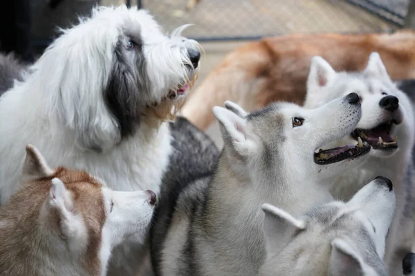 Siberian Husky Medium Sized Working Sled Dog Bred Spitz Home — Foto Stock