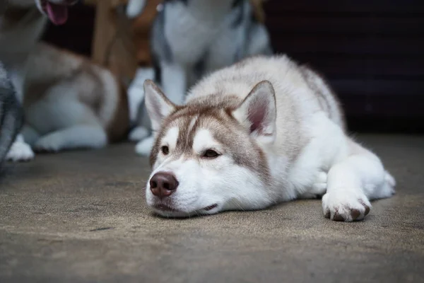 Siberian Husky Medium Sized Working Sled Dog Bred Spitz Home — Foto Stock