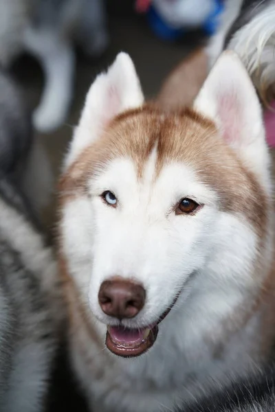 シベリアハスキー 中型作業用そり犬 スピッツから飼育されています 毛皮のダブルコートを着たホームペット Alaskan Malamuteに似た活気のあるフレンドリーなAlaskan動物 — ストック写真