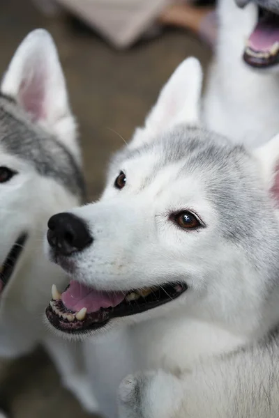 Siberian Husky Medium Sized Working Sled Dog Bred Spitz Home — Foto de Stock