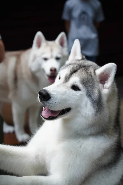 Σιβηρίας Husky Μεσαίου Μεγέθους Εργασίας Έλκηθρο Σκυλί Και Εκτράφηκε Από — Φωτογραφία Αρχείου