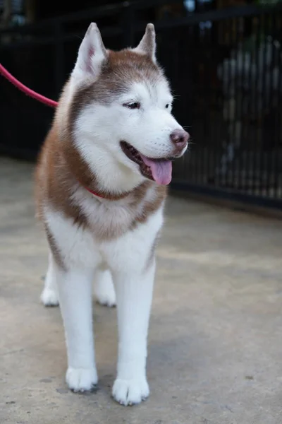 Syberyjski Husky Średniej Wielkości Pracujący Pies Zaprzęgowy Hodowany Spitz Domowy — Zdjęcie stockowe