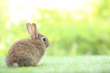 Baharda arka planda doğal bokeh olan yeşil çimenlerin üzerinde şirin küçük bir tavşan. Bahçede oynayan genç sevimli tavşan. Parkta sevgi dolu bir hayvan