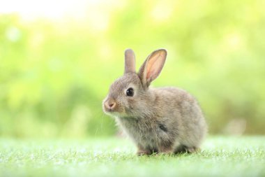 Baharda arka planda doğal bokeh olan yeşil çimenlerin üzerinde şirin küçük bir tavşan. Bahçede oynayan genç sevimli tavşan. Parkta sevgi dolu bir hayvan