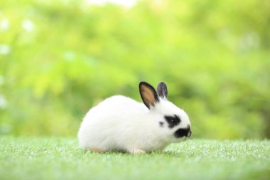 Baharda arka planda doğal bokeh olan yeşil çimenlerin üzerinde şirin küçük bir tavşan. Bahçede oynayan genç sevimli tavşan. Parkta sevgi dolu bir hayvan