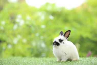 Baharda arka planda doğal bokeh olan yeşil çimenlerin üzerinde şirin küçük bir tavşan. Bahçede oynayan genç sevimli tavşan. Parkta sevgi dolu bir hayvan
