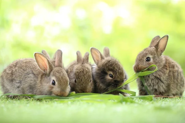 봄철에는 자연적 배경으로 풀밭에 귀여운 토끼가 정원에서 귀여운 공원에서의 스러운 — 스톡 사진