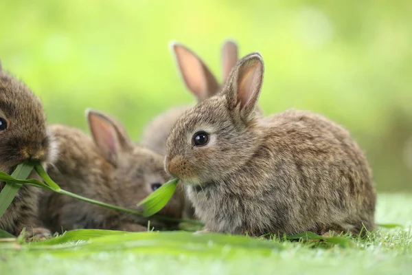 春は緑の芝生の上で天然のボケを背景に可愛いウサギ 庭で遊んでいる若い愛らしいウサギ 愛らしいペット — ストック写真