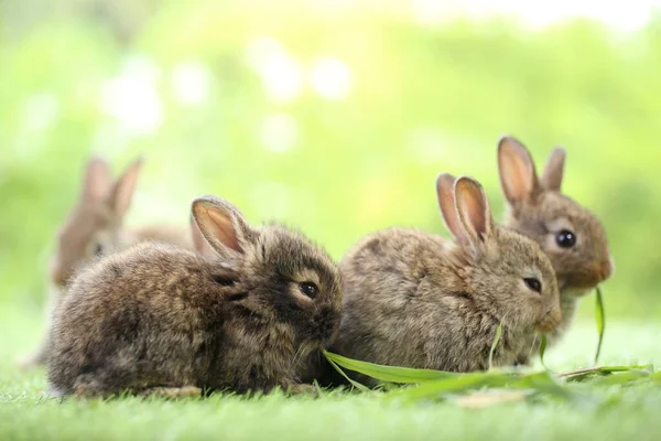 Nettes Kleines Kaninchen Auf Grünem Gras Mit Natürlichem Bokeh Als — Stockfoto