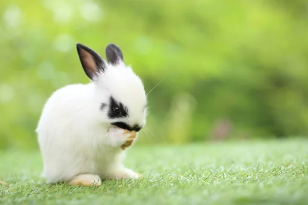 봄철에는 자연적 배경으로 풀밭에 귀여운 토끼가 정원에서 귀여운 공원에서의 스러운 — 스톡 사진