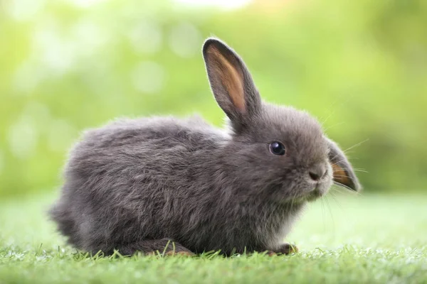 Baharda arka planda doğal bokeh olan yeşil çimenlerin üzerinde şirin küçük bir tavşan. Bahçede oynayan genç sevimli tavşan. Parkta sevgi dolu bir hayvan