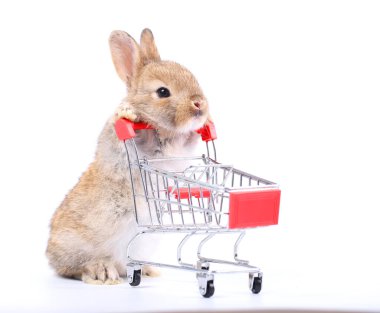 Küçük şirin tavşan standı ve beyaz arka planda tramvayı tut. Küçük sevimli tavşancık küçük alışveriş arabaları ve hareketler oynuyor. Pazarlama fikri çok güzel..