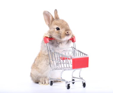 Küçük şirin tavşan standı ve beyaz arka planda tramvayı tut. Küçük sevimli tavşancık küçük alışveriş arabaları ve hareketler oynuyor. Pazarlama fikri çok güzel..