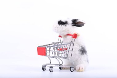 Küçük şirin tavşan standı ve beyaz arka planda tramvayı tut. Küçük sevimli tavşancık küçük alışveriş arabaları ve hareketler oynuyor. Pazarlama fikri çok güzel..