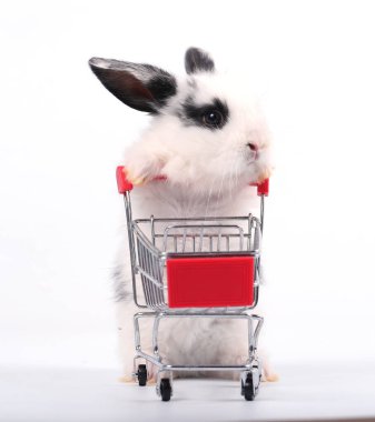 Küçük şirin tavşan standı ve beyaz arka planda tramvayı tut. Küçük sevimli tavşancık küçük alışveriş arabaları ve hareketler oynuyor. Pazarlama fikri çok güzel..