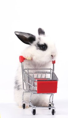 Küçük şirin tavşan standı ve beyaz arka planda tramvayı tut. Küçük sevimli tavşancık küçük alışveriş arabaları ve hareketler oynuyor. Pazarlama fikri çok güzel..