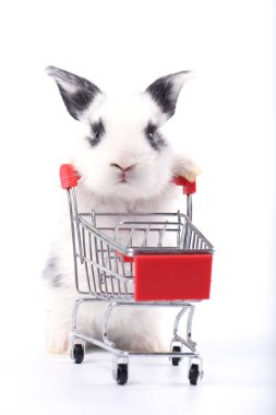 Küçük şirin tavşan standı ve beyaz arka planda tramvayı tut. Küçük sevimli tavşancık küçük alışveriş arabaları ve hareketler oynuyor. Pazarlama fikri çok güzel..