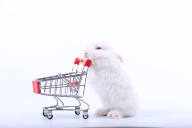 Küçük şirin tavşan standı ve beyaz arka planda tramvayı tut. Küçük sevimli tavşancık küçük alışveriş arabaları ve hareketler oynuyor. Pazarlama fikri çok güzel..
