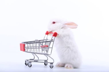 Küçük şirin tavşan standı ve beyaz arka planda tramvayı tut. Küçük sevimli tavşancık küçük alışveriş arabaları ve hareketler oynuyor. Pazarlama fikri çok güzel..