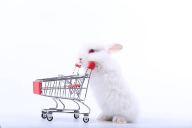 Küçük şirin tavşan standı ve beyaz arka planda tramvayı tut. Küçük sevimli tavşancık küçük alışveriş arabaları ve hareketler oynuyor. Pazarlama fikri çok güzel..