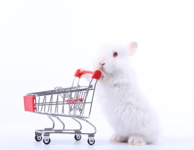 Küçük şirin tavşan standı ve beyaz arka planda tramvayı tut. Küçük sevimli tavşancık küçük alışveriş arabaları ve hareketler oynuyor. Pazarlama fikri çok güzel..