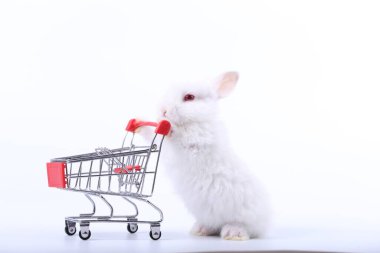 Küçük şirin tavşan standı ve beyaz arka planda tramvayı tut. Küçük sevimli tavşancık küçük alışveriş arabaları ve hareketler oynuyor. Pazarlama fikri çok güzel..