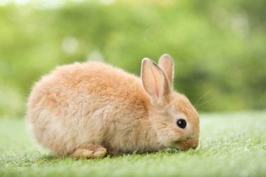 Baharda arka planda doğal bokeh olan yeşil çimenlerin üzerinde şirin küçük bir tavşan. Bahçede oynayan genç sevimli tavşan. Baharda parkta sevimli bir hayvan.