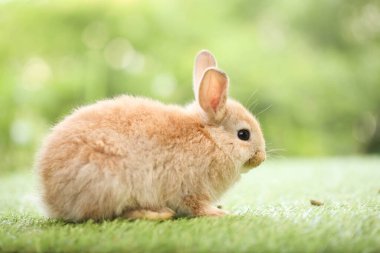 Baharda arka planda doğal bokeh olan yeşil çimenlerin üzerinde şirin küçük bir tavşan. Bahçede oynayan genç sevimli tavşan. Baharda parkta sevimli bir hayvan.