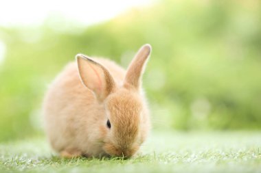 Baharda arka planda doğal bokeh olan yeşil çimenlerin üzerinde şirin küçük bir tavşan. Bahçede oynayan genç sevimli tavşan. Baharda parkta sevimli bir hayvan.