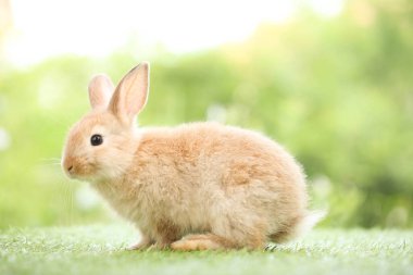 Baharda arka planda doğal bokeh olan yeşil çimenlerin üzerinde şirin küçük bir tavşan. Bahçede oynayan genç sevimli tavşan. Baharda parkta sevimli bir hayvan.