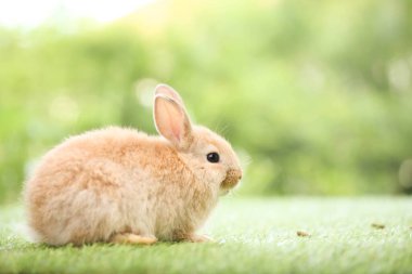 Baharda arka planda doğal bokeh olan yeşil çimenlerin üzerinde şirin küçük bir tavşan. Bahçede oynayan genç sevimli tavşan. Baharda parkta sevimli bir hayvan.
