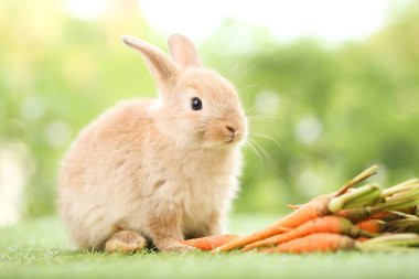 Baharda arka planda doğal bokeh olan yeşil çimenlerin üzerinde şirin küçük bir tavşan. Bahçede oynayan genç sevimli tavşan. Baharda parkta sevimli bir hayvan.