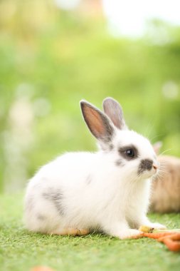 Baharda arka planda doğal bokeh olan yeşil çimenlerin üzerinde şirin küçük bir tavşan. Bahçede oynayan genç sevimli tavşan. Baharda parkta sevimli bir hayvan.