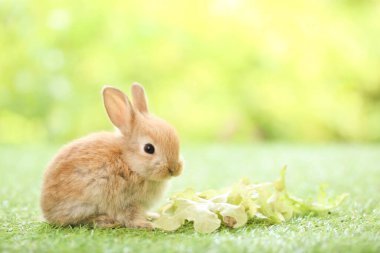 Baharda arka planda doğal bokeh olan yeşil çimenlerin üzerinde şirin küçük bir tavşan. Bahçede oynayan genç sevimli tavşan. Baharda parkta sevimli bir hayvan.