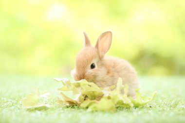 Baharda arka planda doğal bokeh olan yeşil çimenlerin üzerinde şirin küçük bir tavşan. Bahçede oynayan genç sevimli tavşan. Baharda parkta sevimli bir hayvan.