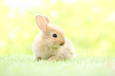 Baharda arka planda doğal bokeh olan yeşil çimenlerin üzerinde şirin küçük bir tavşan. Bahçede oynayan genç sevimli tavşan. Baharda parkta sevimli bir hayvan.
