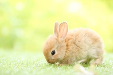 Baharda arka planda doğal bokeh olan yeşil çimenlerin üzerinde şirin küçük bir tavşan. Bahçede oynayan genç sevimli tavşan. Baharda parkta sevimli bir hayvan.