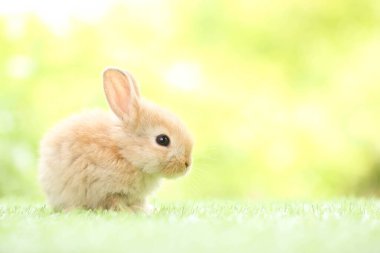 Baharda arka planda doğal bokeh olan yeşil çimenlerin üzerinde şirin küçük bir tavşan. Bahçede oynayan genç sevimli tavşan. Baharda parkta sevimli bir hayvan.