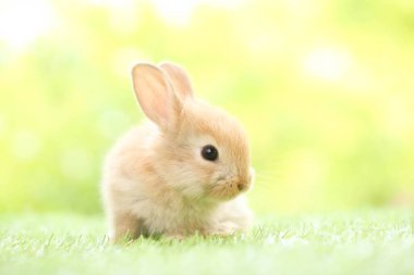 Baharda arka planda doğal bokeh olan yeşil çimenlerin üzerinde şirin küçük bir tavşan. Bahçede oynayan genç sevimli tavşan. Baharda parkta sevimli bir hayvan.