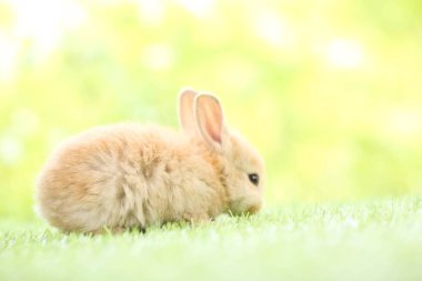 Baharda arka planda doğal bokeh olan yeşil çimenlerin üzerinde şirin küçük bir tavşan. Bahçede oynayan genç sevimli tavşan. Baharda parkta sevimli bir hayvan.