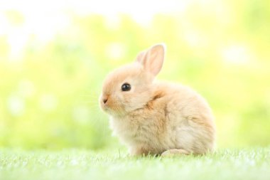 Baharda arka planda doğal bokeh olan yeşil çimenlerin üzerinde şirin küçük bir tavşan. Bahçede oynayan genç sevimli tavşan. Baharda parkta sevimli bir hayvan.