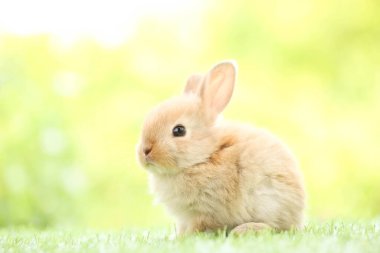 Baharda arka planda doğal bokeh olan yeşil çimenlerin üzerinde şirin küçük bir tavşan. Bahçede oynayan genç sevimli tavşan. Baharda parkta sevimli bir hayvan.