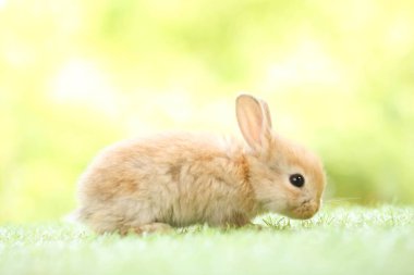 Baharda arka planda doğal bokeh olan yeşil çimenlerin üzerinde şirin küçük bir tavşan. Bahçede oynayan genç sevimli tavşan. Baharda parkta sevimli bir hayvan.