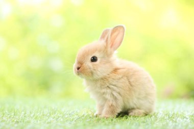 Baharda arka planda doğal bokeh olan yeşil çimenlerin üzerinde şirin küçük bir tavşan. Bahçede oynayan genç sevimli tavşan. Baharda parkta sevimli bir hayvan.