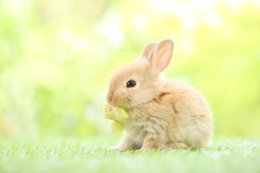 Baharda arka planda doğal bokeh olan yeşil çimenlerin üzerinde şirin küçük bir tavşan. Bahçede oynayan genç sevimli tavşan. Baharda parkta sevimli bir hayvan.