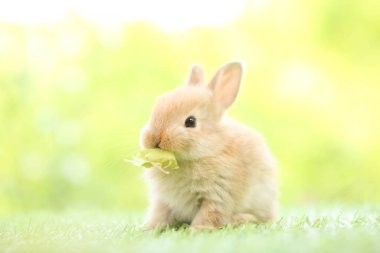 Baharda arka planda doğal bokeh olan yeşil çimenlerin üzerinde şirin küçük bir tavşan. Bahçede oynayan genç sevimli tavşan. Baharda parkta sevimli bir hayvan.