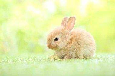 Baharda arka planda doğal bokeh olan yeşil çimenlerin üzerinde şirin küçük bir tavşan. Bahçede oynayan genç sevimli tavşan. Baharda parkta sevimli bir hayvan.